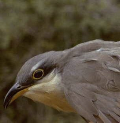 cuckoo bird