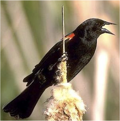 red-winged blackbird