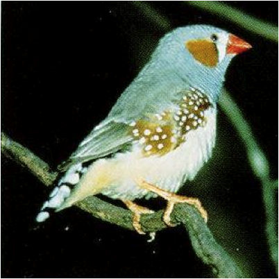 zebra finch